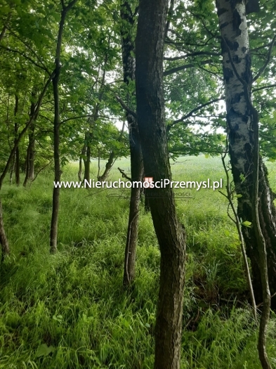 Land for sale with the area of 13000 m2