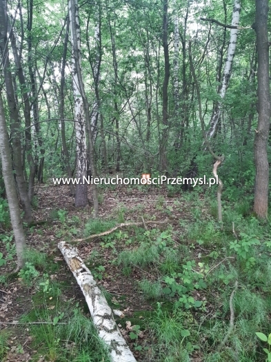 Land for sale with the area of 13000 m2