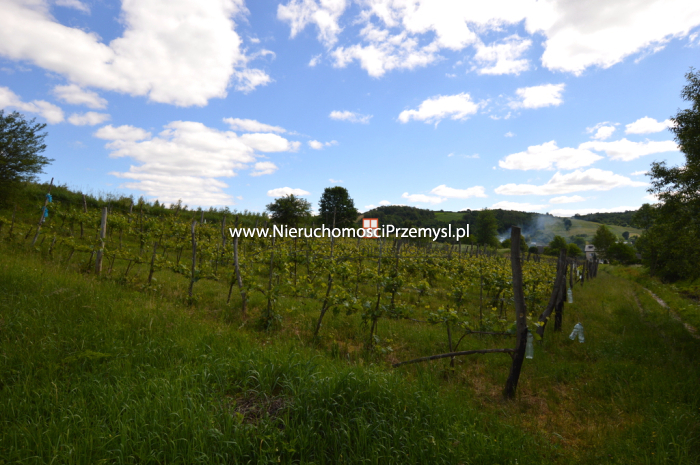 Land for sale with the area of 11700 m2